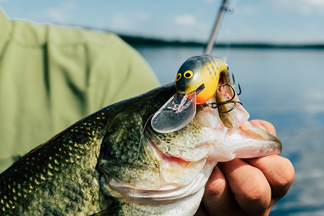 Up close photo of a largemouth bass caught on a balsa crankbait from Bagley.