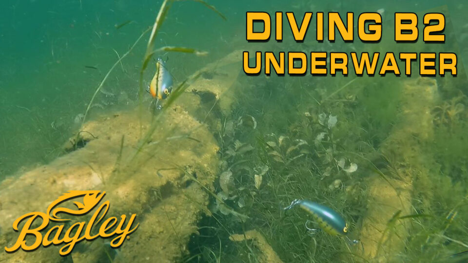 UNDERWATER ACTION – Diving Balsa B2