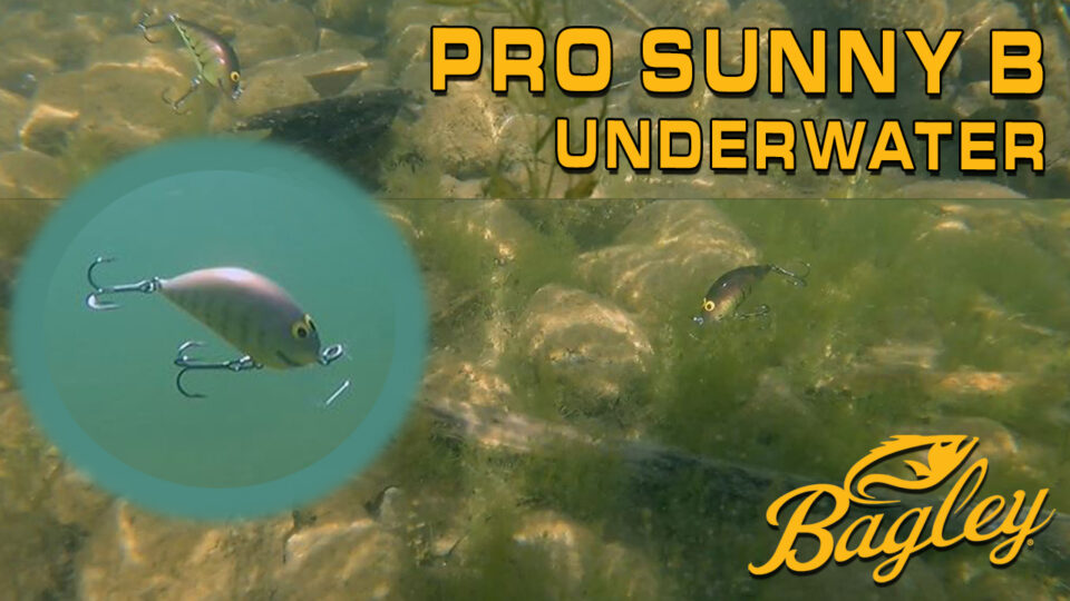 UNDERWATER ACTION – Pro Sunny B